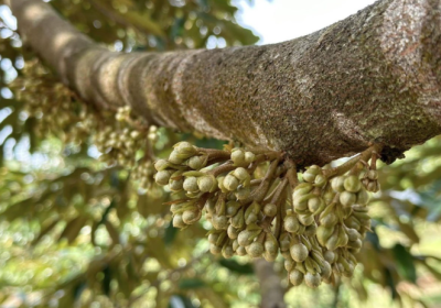 Muốn mầm hoa khỏe mạnh, bà con không thể bỏ qua những loại phân bón này