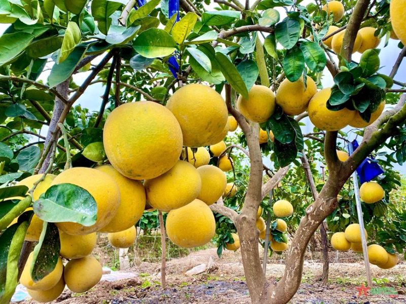 bưởi diễn