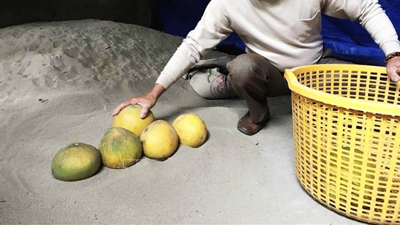 bảo quản bưởi