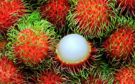 chọn giống chôm chôm