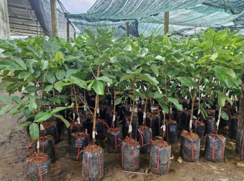 nhân giống chôm chôm