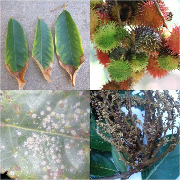 sâu bệnh chôm chôm