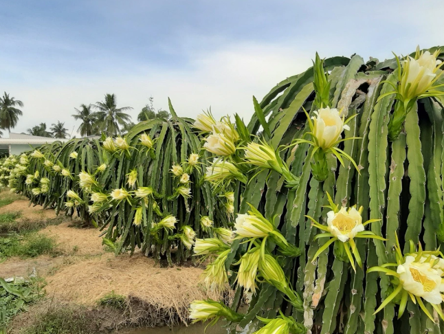 chăm sóc thanh long ra hoa