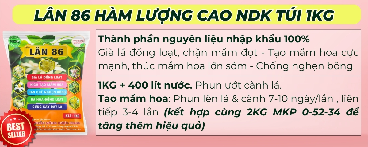 BÓN GỐC CHO CÂY ĂN QUẢ ĐÚNG CÁCH & TIẾT KIỆM